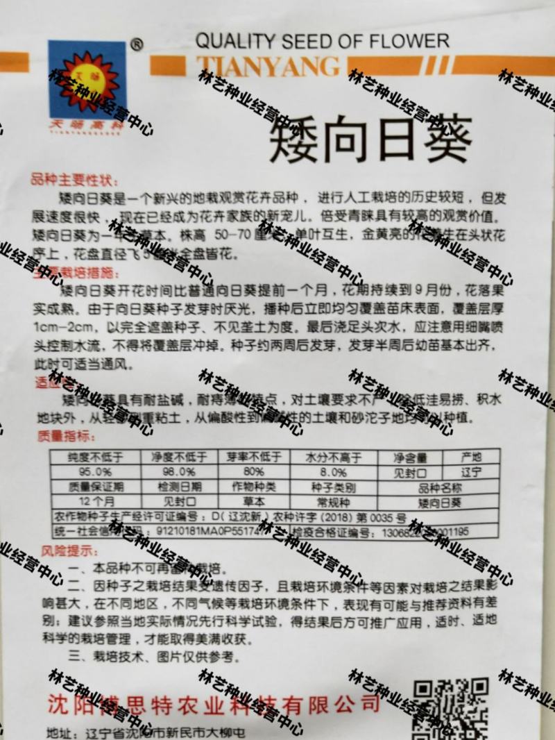矮向日葵种子食用向日葵花种籽子盆栽观赏四季种开花孑植物