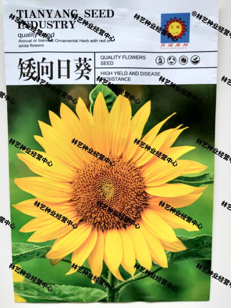 矮向日葵种子食用向日葵花种籽子盆栽观赏四季种开花孑植物