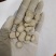 白芍颜色好看大小均匀今年新货实图拍摄量大从优