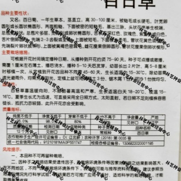 百日草花种子四季易种开花不断庭院阳台盆栽花卉重瓣百日菊花