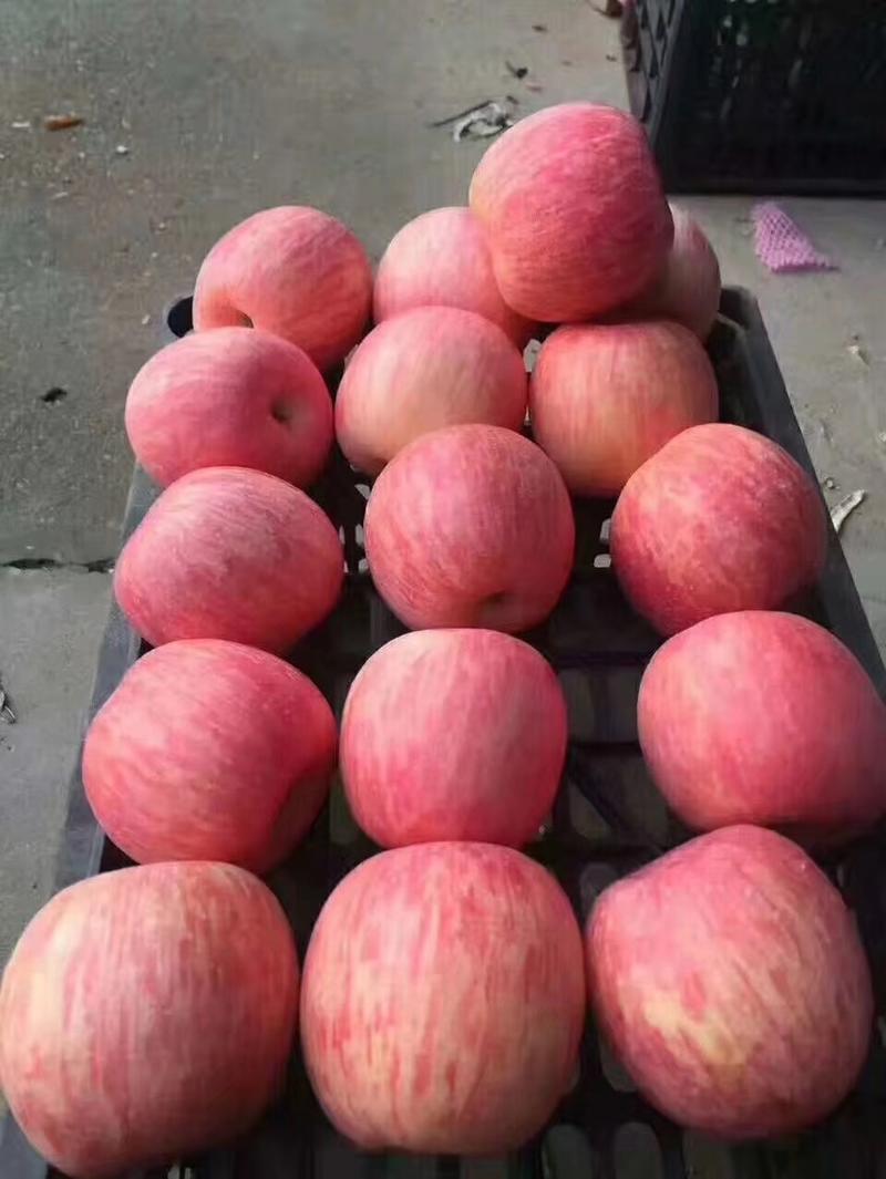 红富士苹果，果园地头产地装货，货源充足，质量保证支持物流
