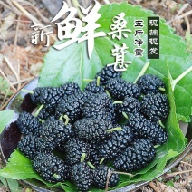 2024新鲜桑葚现摘免洗干净无沙黑果桑椹水果泡酒桑果酵素
