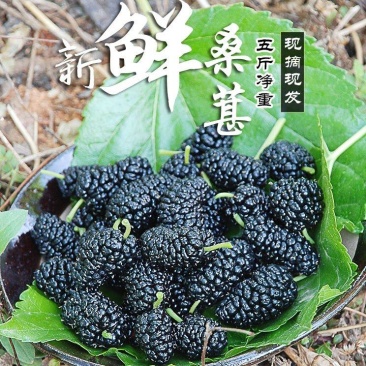 2024新鲜桑葚现摘免洗干净无沙黑果桑椹水果泡酒桑果酵素