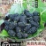 2024新鲜桑葚现摘免洗干净无沙黑果桑椹水果泡酒桑果酵素