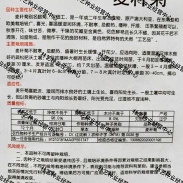 麦秆菊种子腊菊干花菊花籽室内外阳台景观绿化盆栽切花观花种
