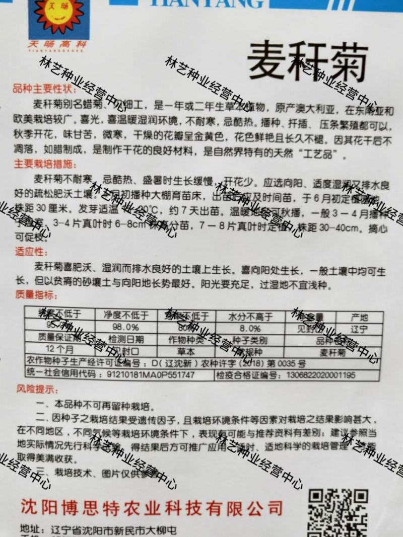 麦秆菊种子腊菊干花菊花籽室内外阳台景观绿化盆栽切花观花种