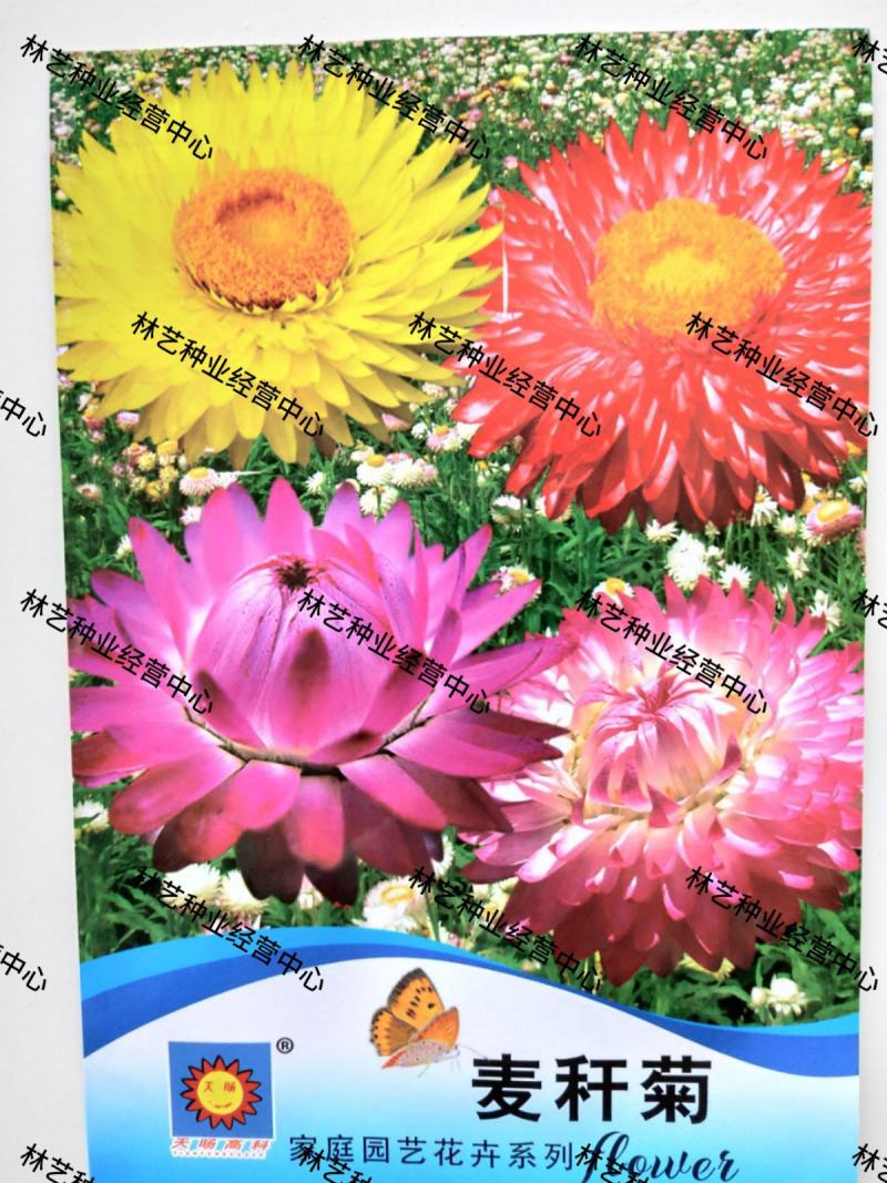 麦秆菊种子腊菊干花菊花籽室内外阳台景观绿化盆栽切花观花种