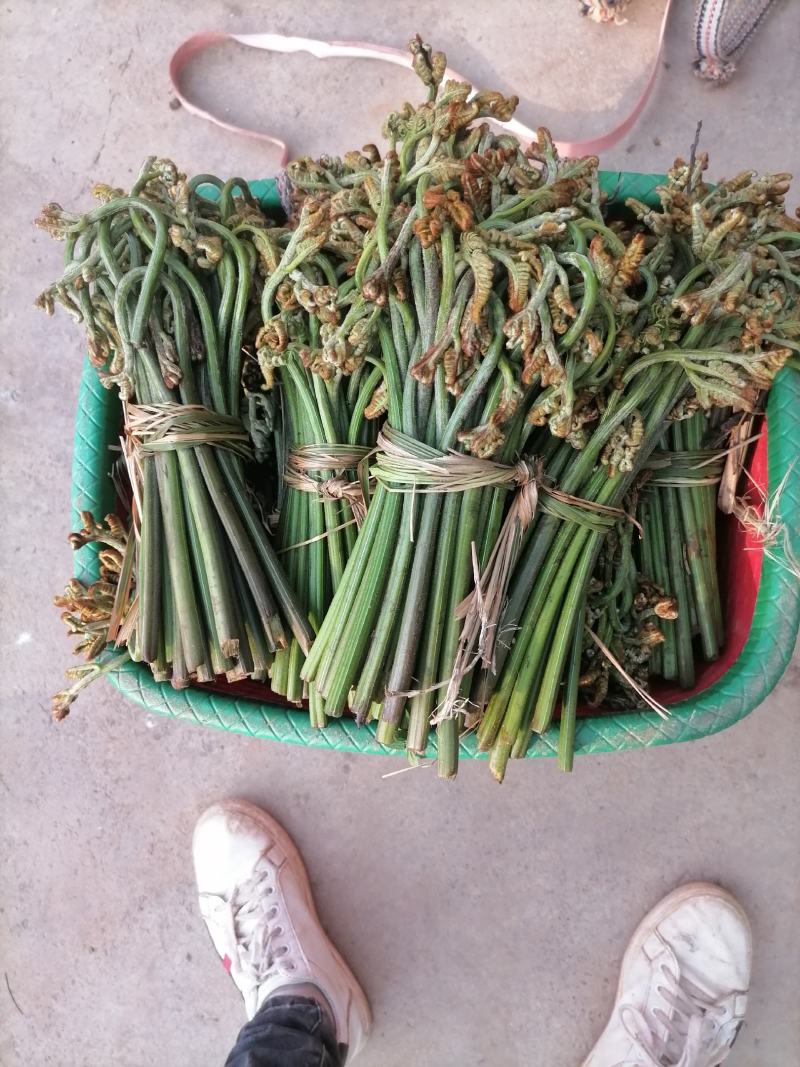 蕨菜干
