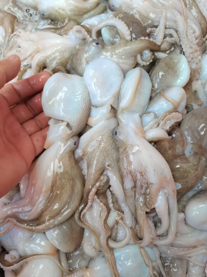 八爪鱼，冰鲜，鲜度非常好，一手货源，适合各大市场批发零售