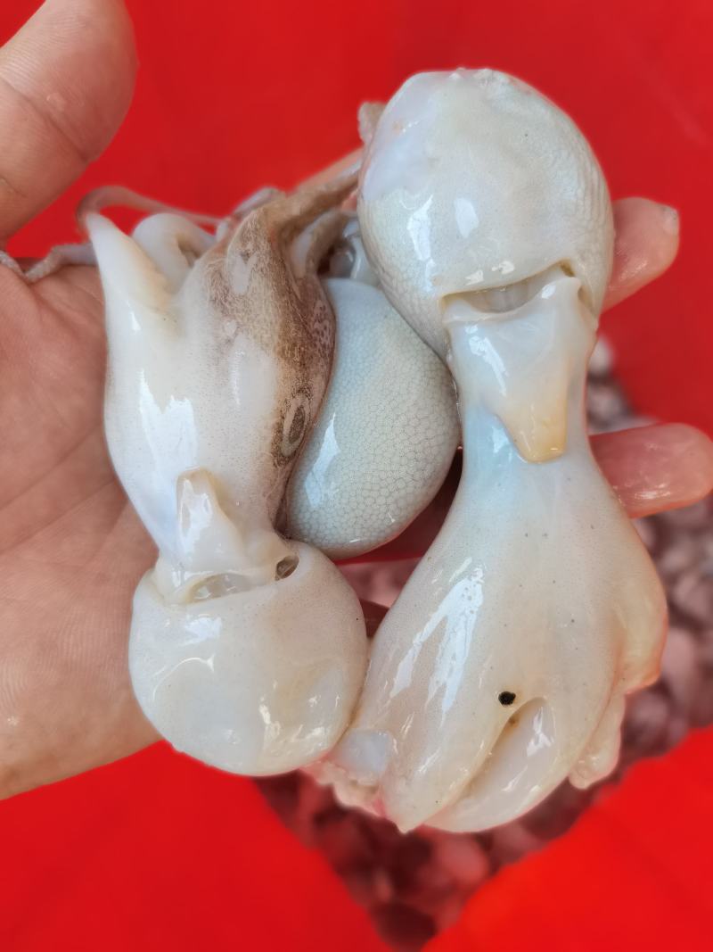 八爪鱼，冰鲜，鲜度非常好，一手货源，适合各大市场批发零售