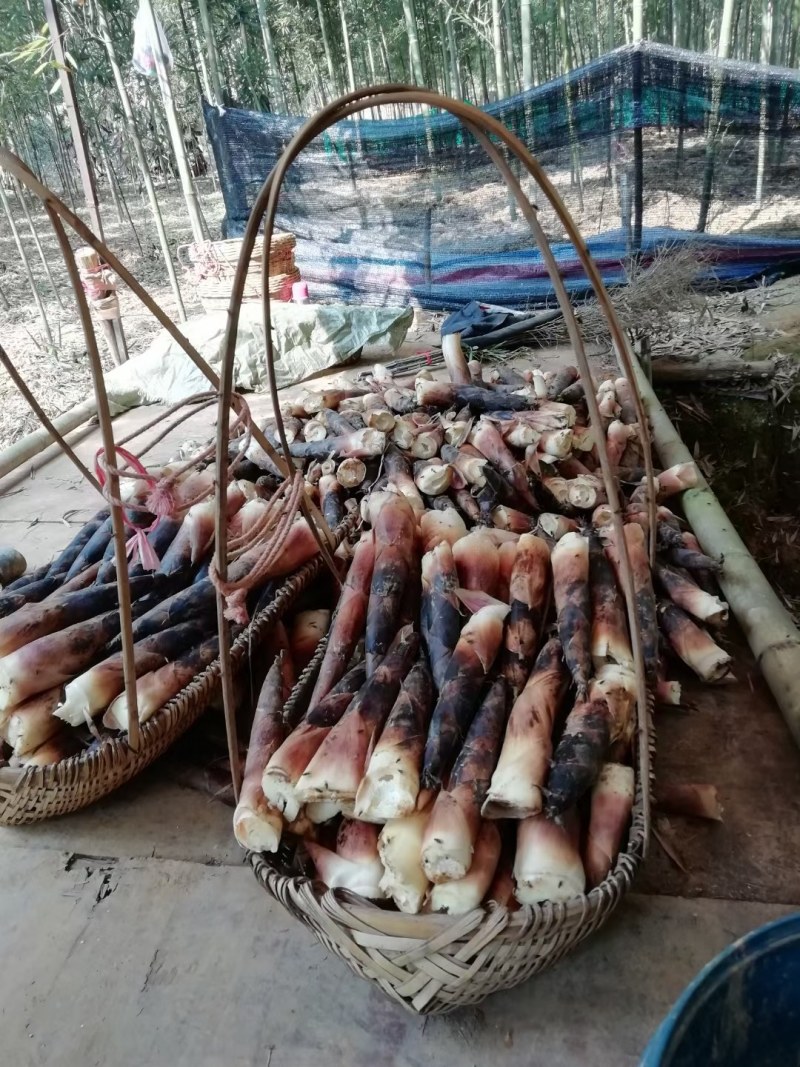 新鲜现挖甜笋即挖即煮鲜甜爽脆