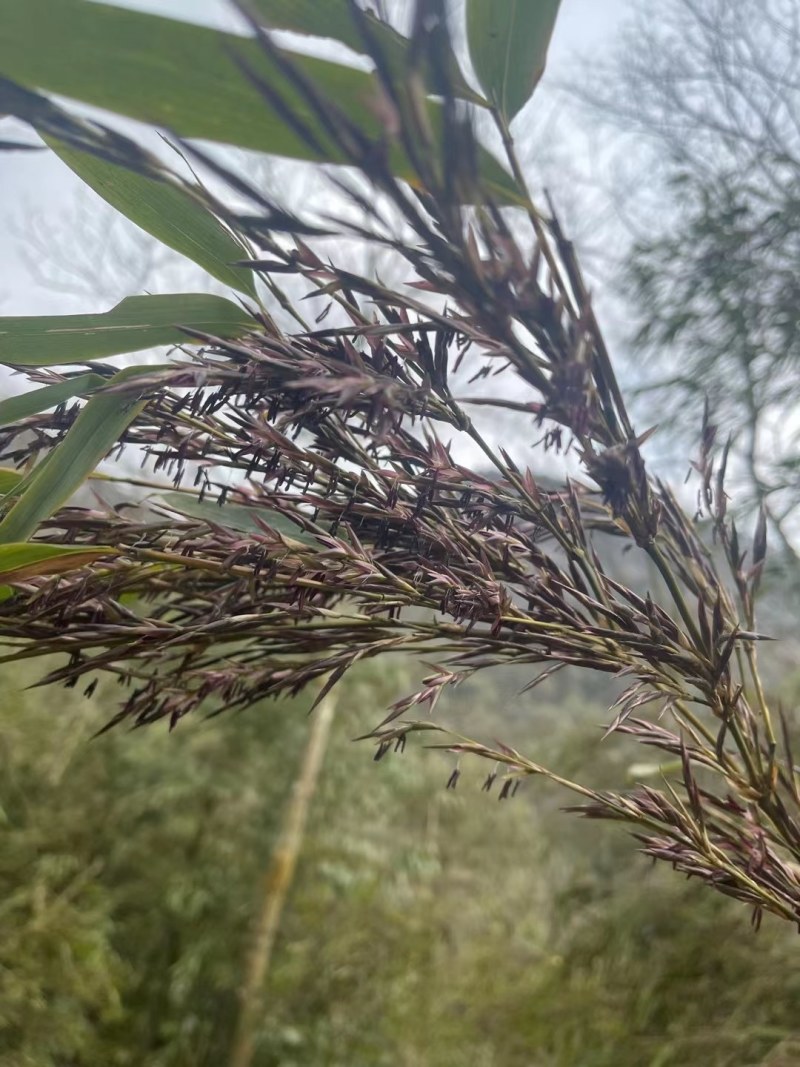 方竹米方竹种子金佛山方竹颗粒饱满提供现