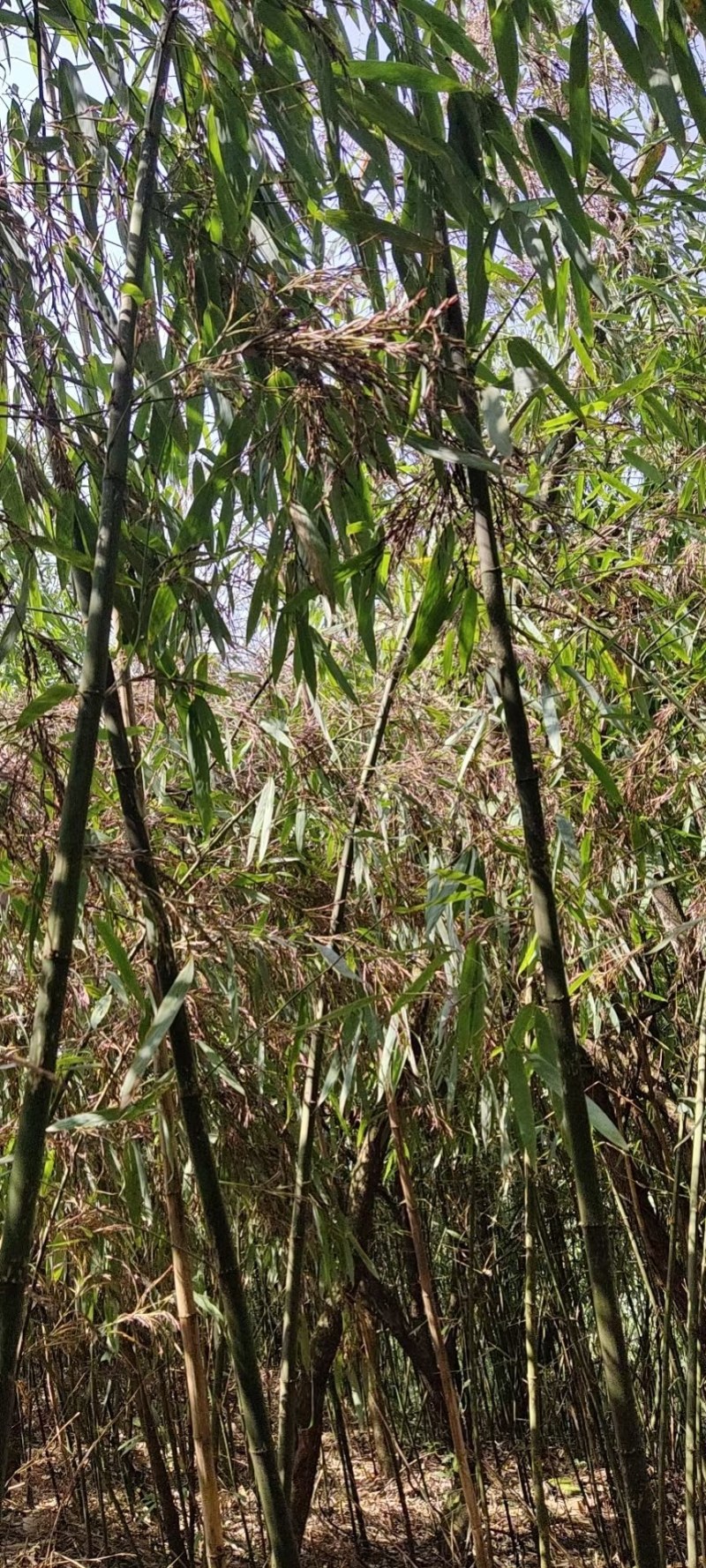 方竹米方竹种子金佛山方竹颗粒饱满提供现