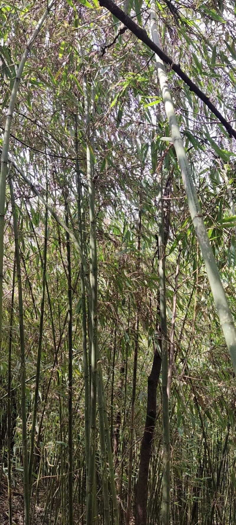 方竹米方竹种子金佛山方竹颗粒饱满提供现