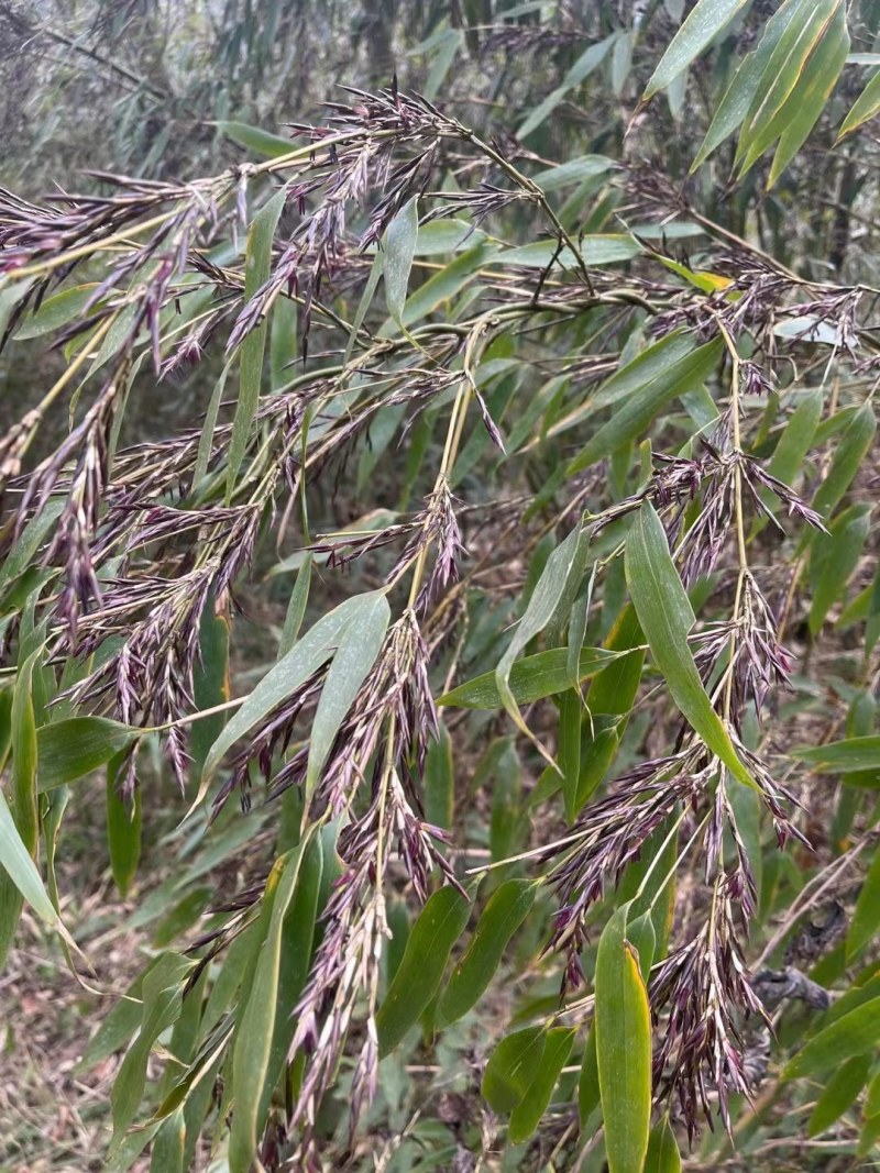 方竹米方竹种子金佛山方竹颗粒饱满提供现