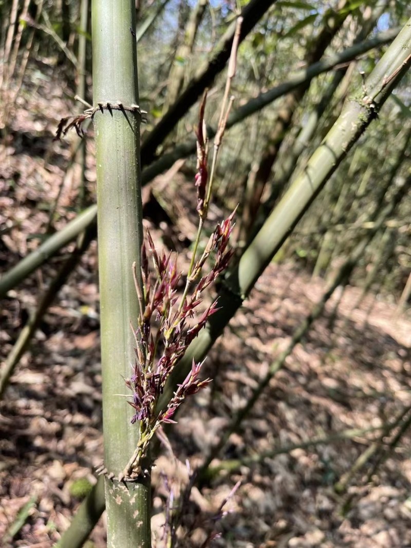 方竹米方竹种子金佛山方竹颗粒饱满提供现