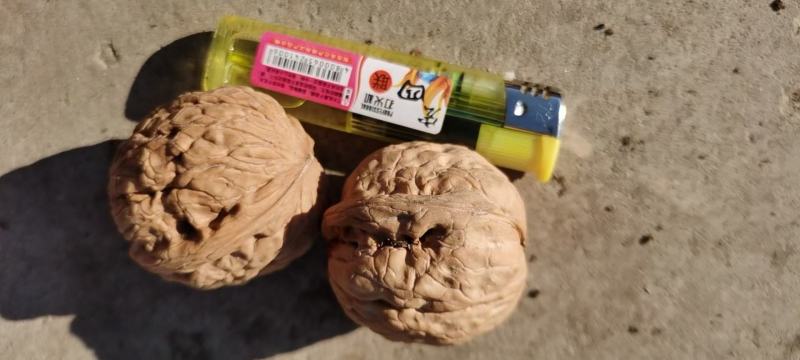 产地直发山西精品核桃品质有保证量大从优欢迎联系