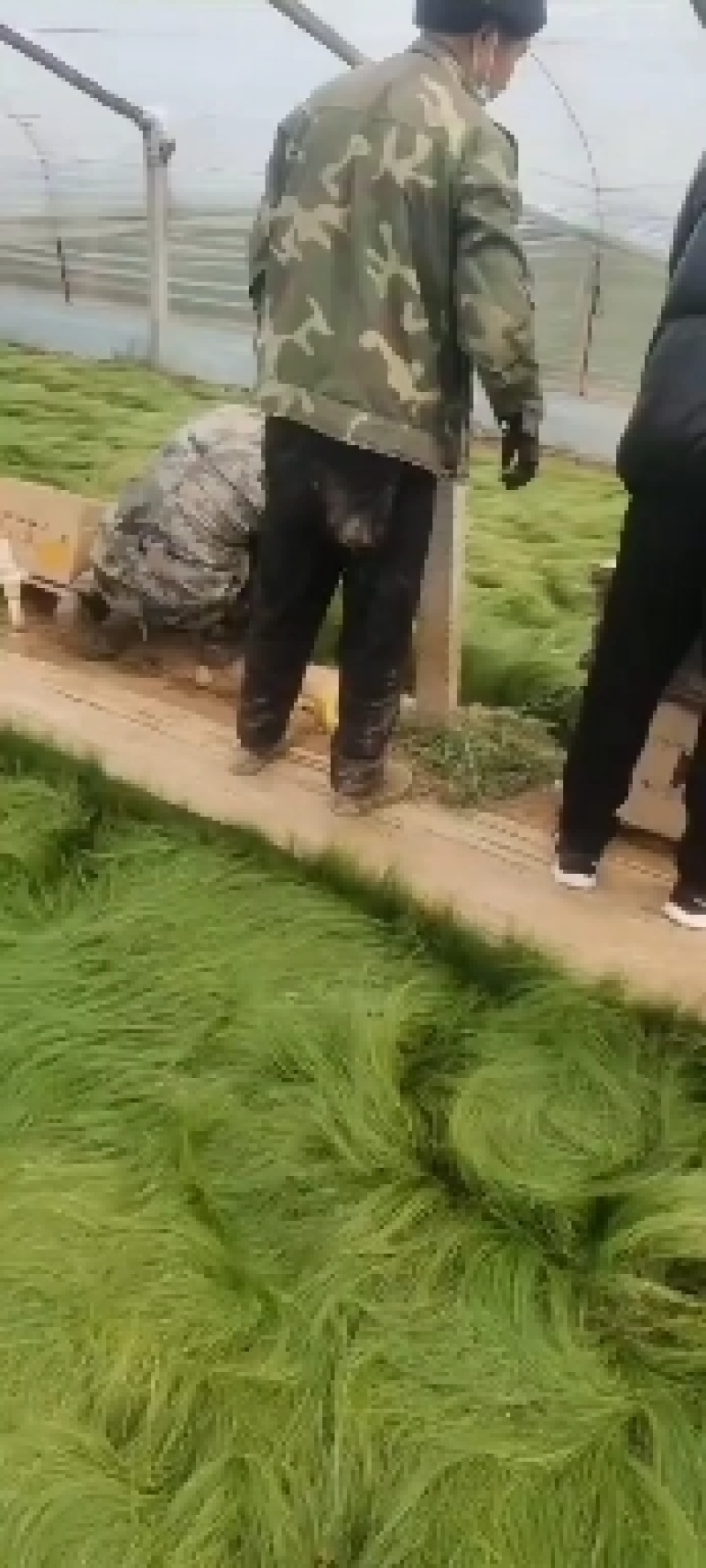 细叶针芒（墨西哥羽毛草）规格全质量好，量大