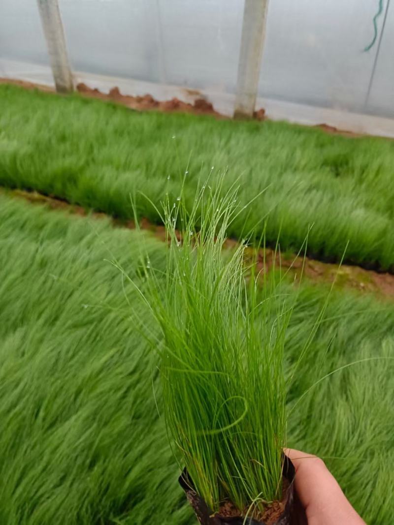 细叶针芒（墨西哥羽毛草）规格全质量好，量大