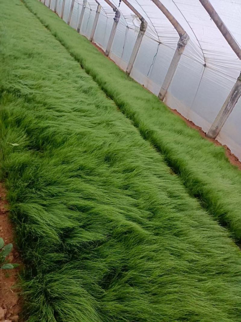 细叶针芒（墨西哥羽毛草）规格全质量好，量大