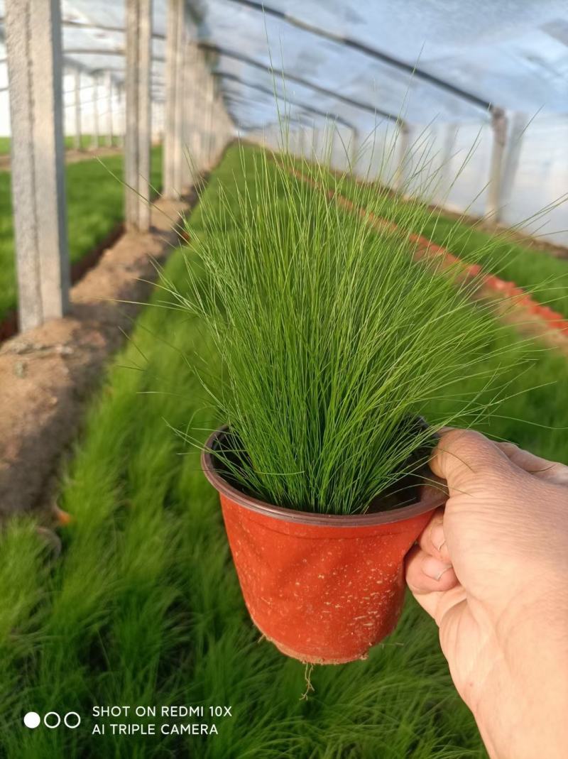 细叶针芒（墨西哥羽毛草）规格全质量好，量大