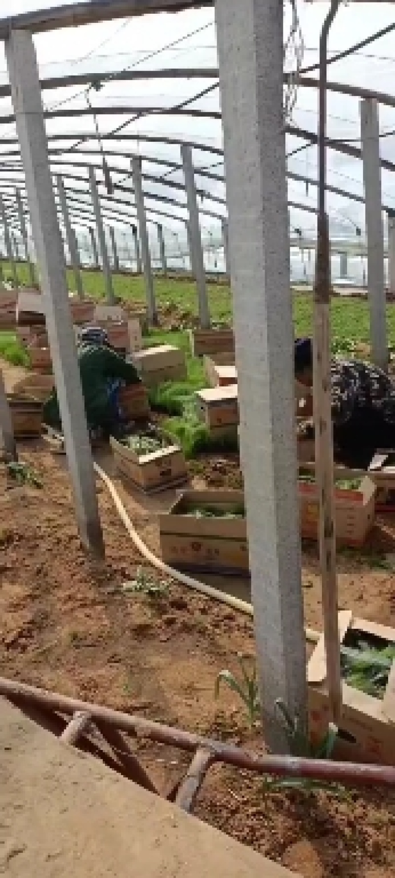 细叶针芒（墨西哥羽毛草）规格全质量好，量大