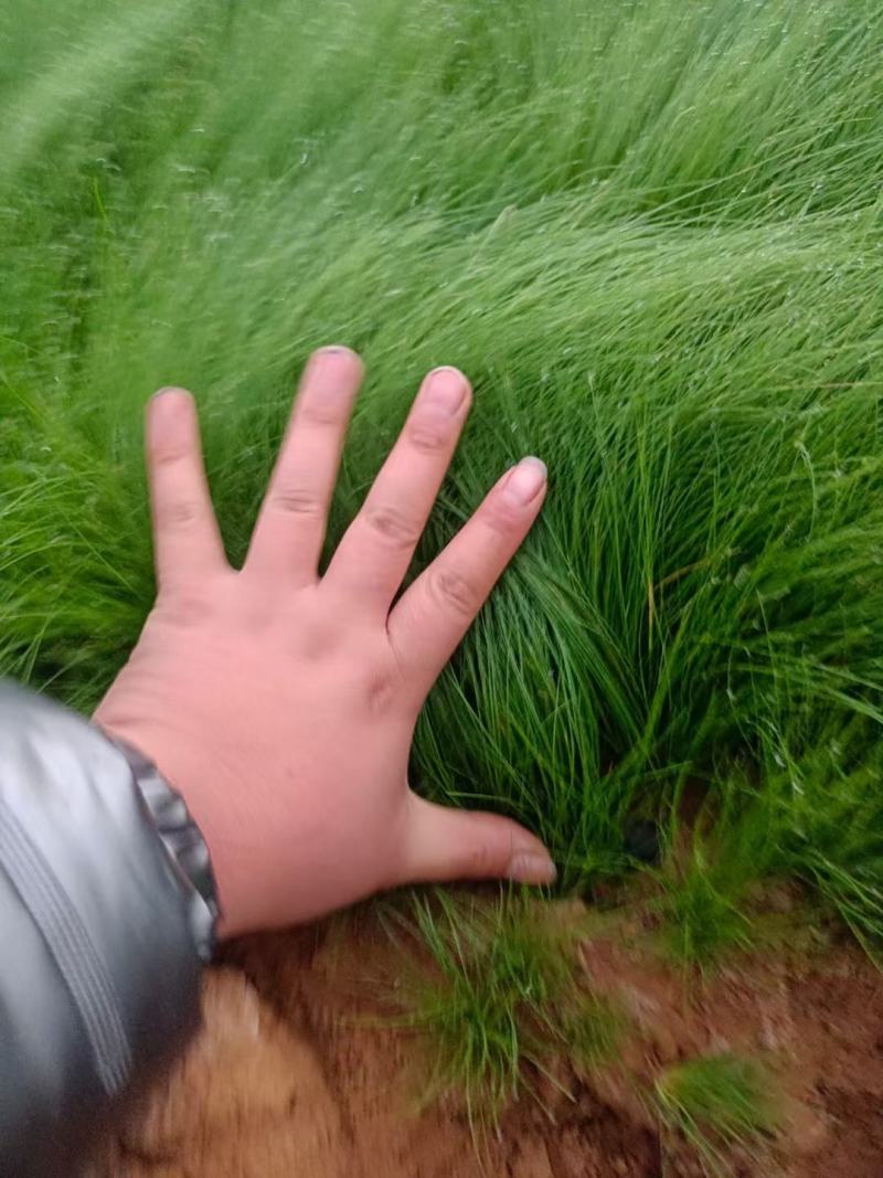 细叶针芒（墨西哥羽毛草）规格全质量好，量大