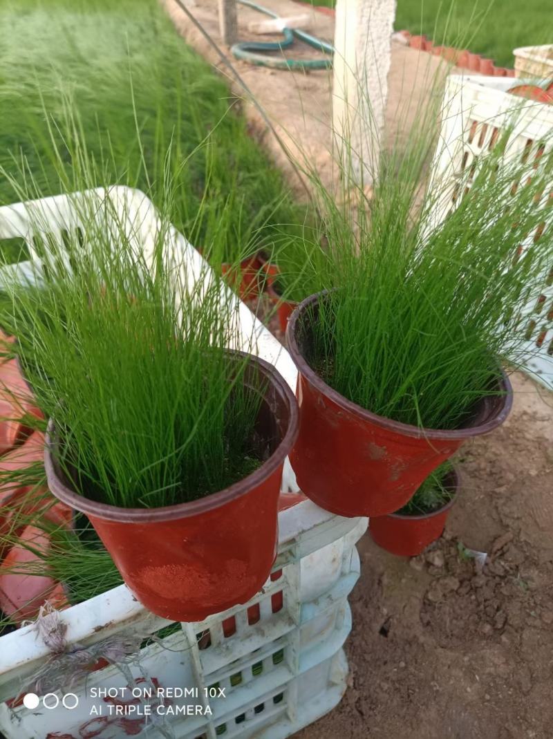 细叶针芒（墨西哥羽毛草）规格全质量好，量大
