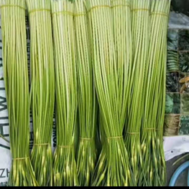邳州白帽蒜苔大量上市，货源充足、产地直发，保证质量