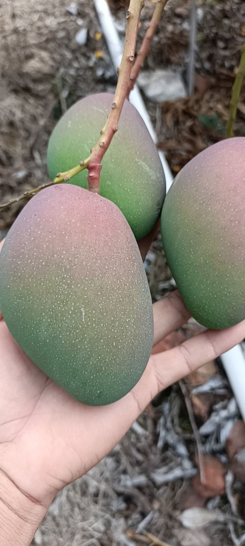 精品芒果贵妃芒海南产地直供全面有货量大从优