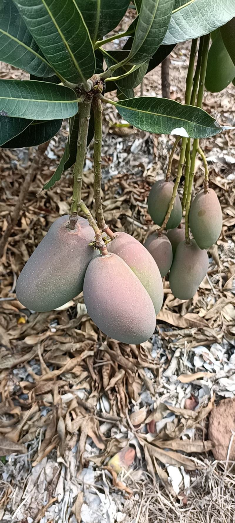 精品芒果贵妃芒海南产地直供全面有货量大从优