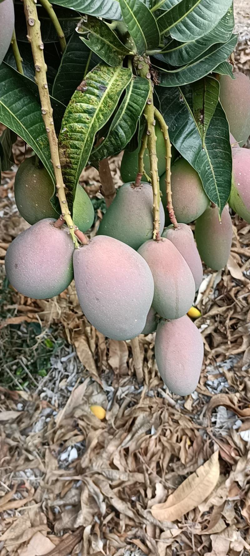 精品芒果贵妃芒海南产地直供全面有货量大从优