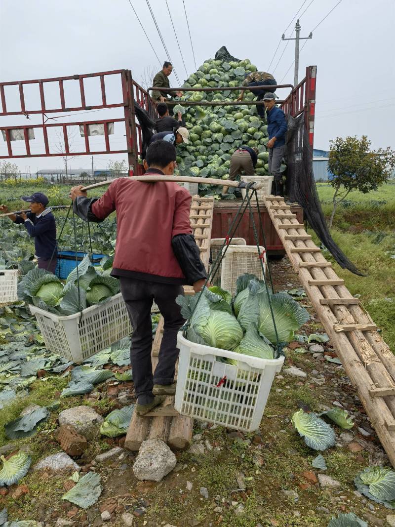 湖南包菜，奥奇娜包菜大量上市，基地直销，没有中间商