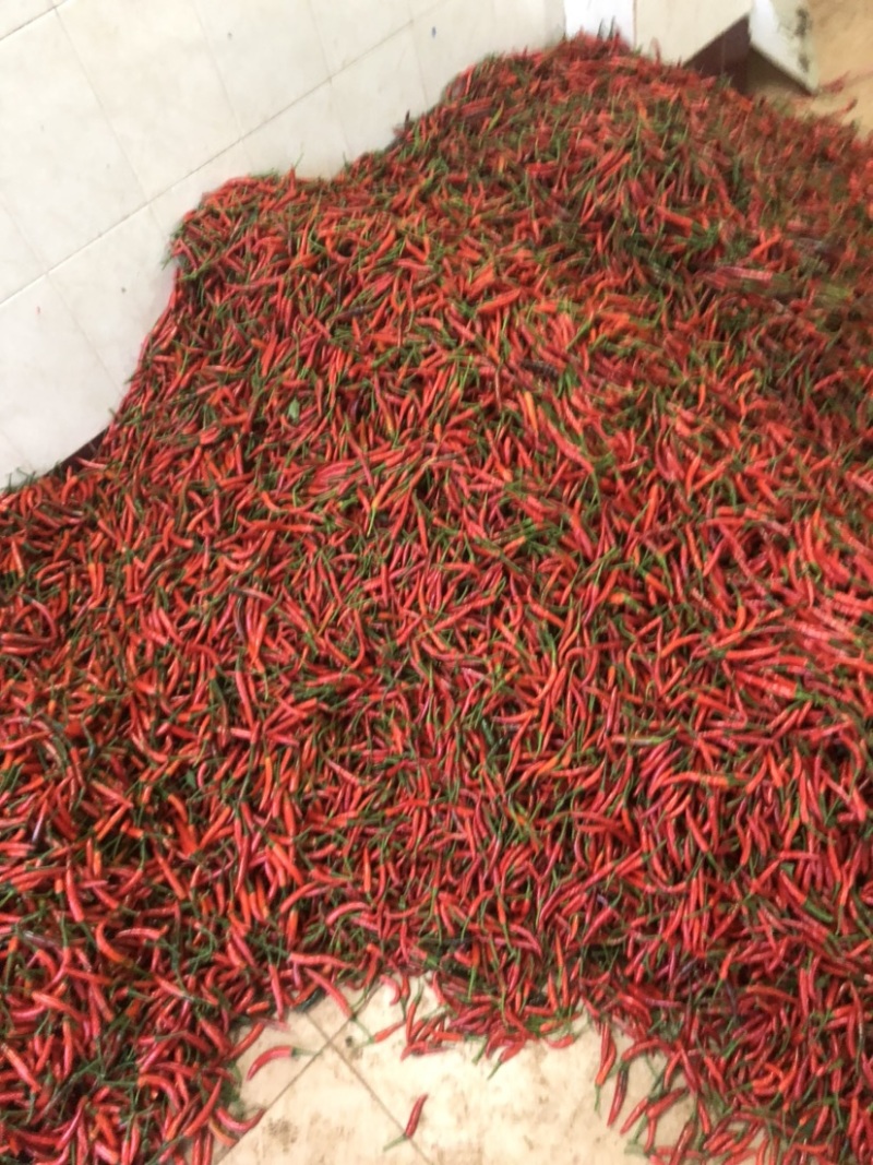 广东小米辣椒产地，一手货源，质量保证，欢迎采购