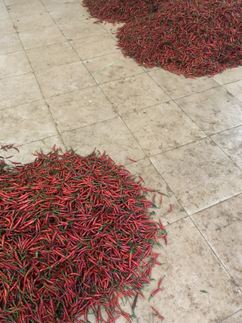 广东小米辣椒产地，一手货源，质量保证，欢迎采购