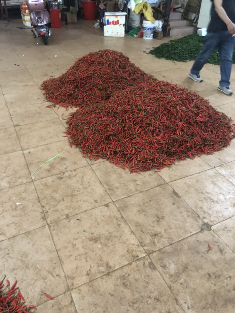 广东小米辣椒产地，一手货源，质量保证，欢迎采购