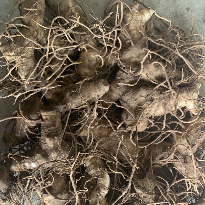 新鲜现挖正宗黄精老虎姜姜型甜黄精天