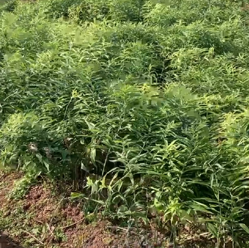 新鲜现挖正宗黄精老虎姜姜型甜黄精天