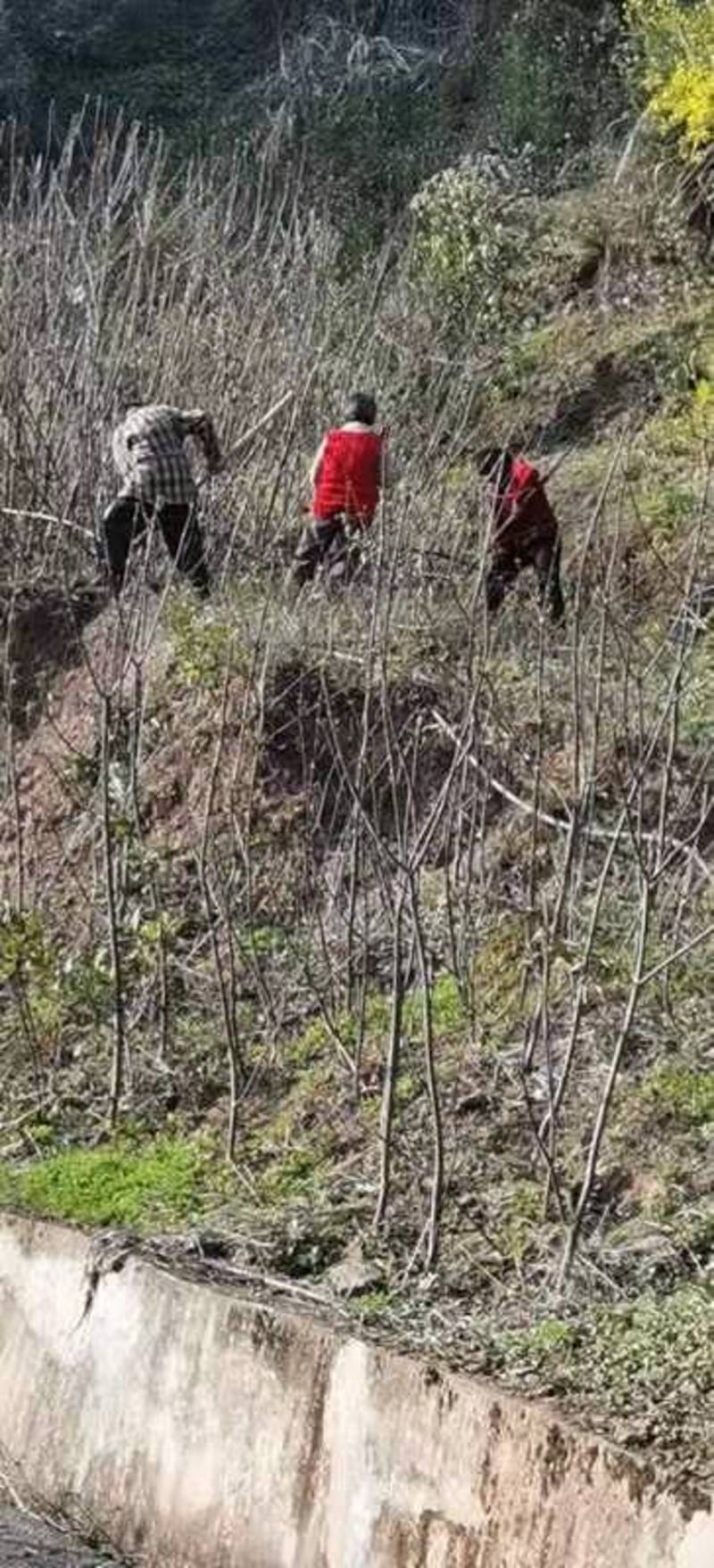 黄柏苗种植基地，黄柏苗培育基地，批发零售，包技术，包回收