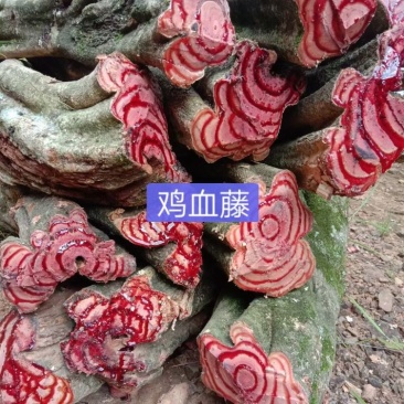 新鲜鸡血藤湿货，深山野生货量大，云南妹自采自销，一手货源