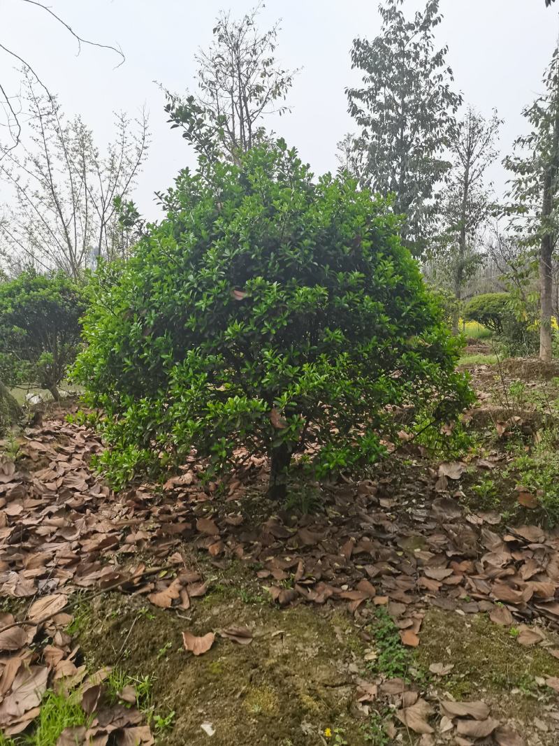 银姬小蜡球150-250cm有货基地直供
