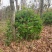 银姬小蜡球150-250cm有货基地直供