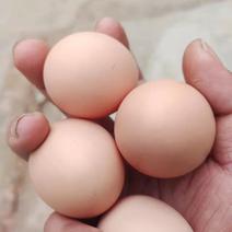 精品加香型新杨黑、新联黑，好念头黑鸡蛋，益生菌型鸡蛋