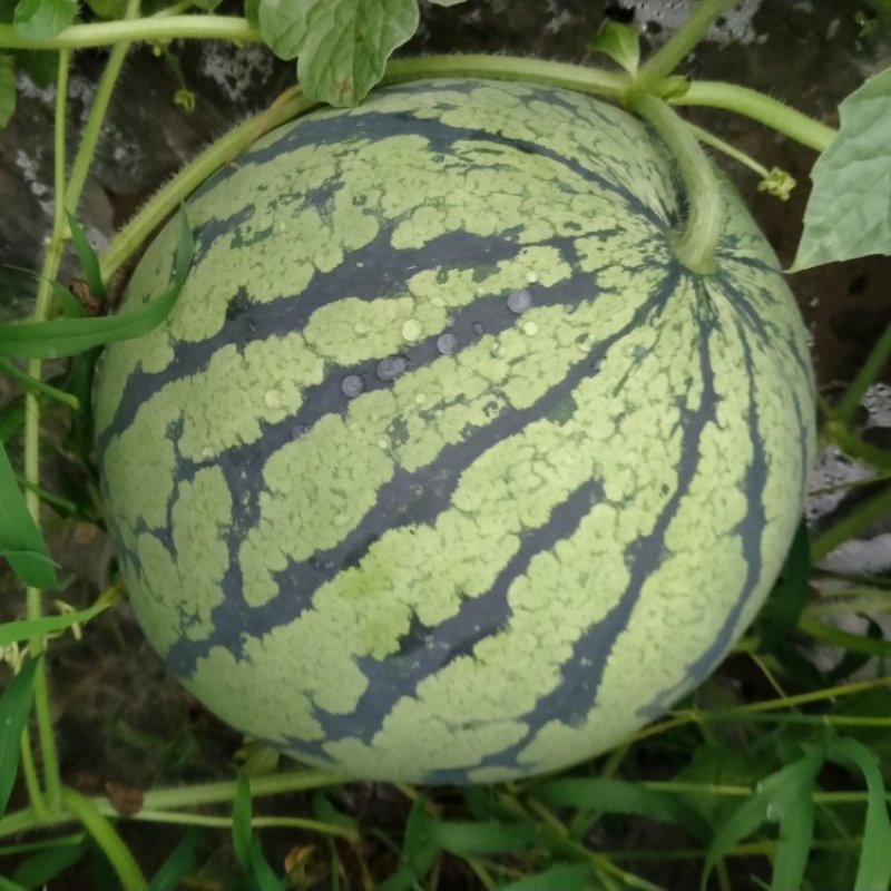 湖北老芦！露天喜洋洋京欣西瓜湖北省老芦西瓜种植合作社，