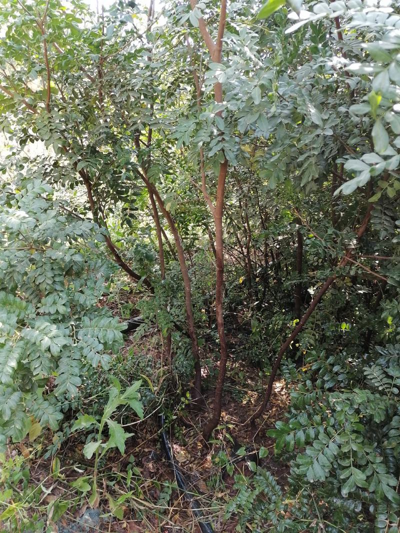 清香木袋苗