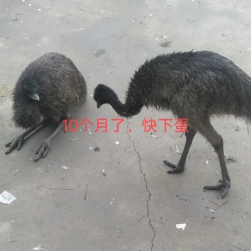 鸵鸟非洲，澳洲苗，健康养殖简单，养殖场直发一等苗