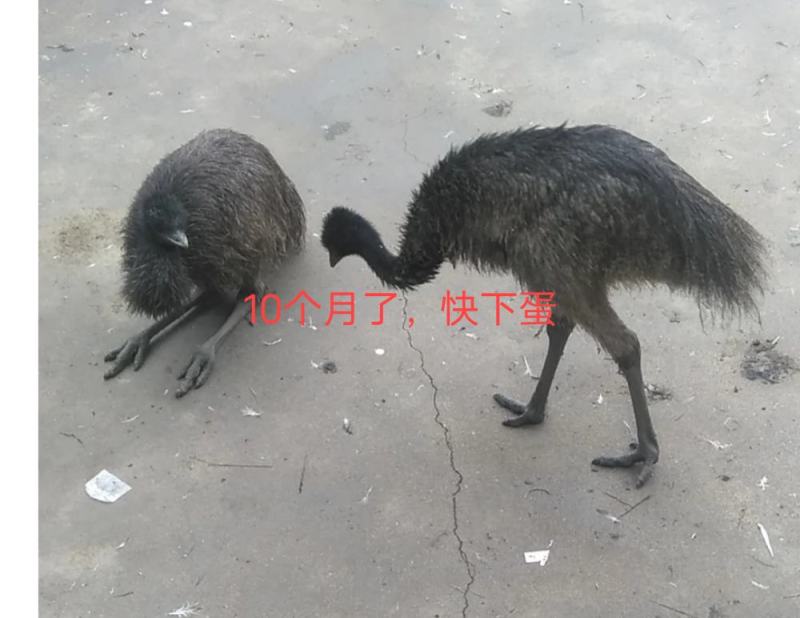 鸵鸟非洲，澳洲苗，健康养殖简单，养殖场直发一等苗
