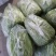 【牛商推荐】新鲜芦篙品质上乘专业批发量大从优可实地