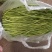 【牛商推荐】新鲜芦篙品质上乘专业批发量大从优可实地