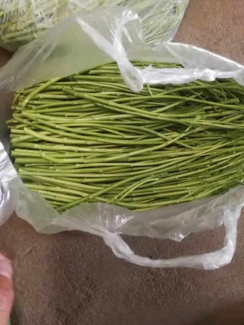 【牛商推荐】新鲜芦篙品质上乘专业批发量大从优可实地